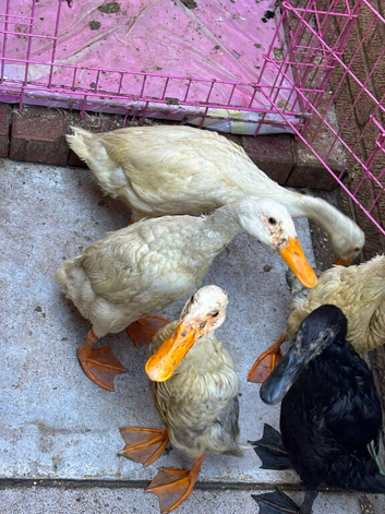 Runner ducks