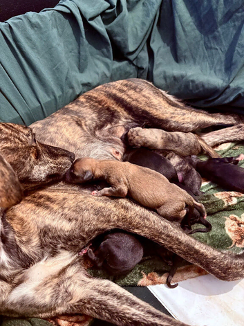 Whippet Puppies