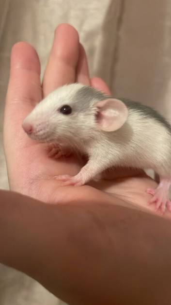 Baby female rats available