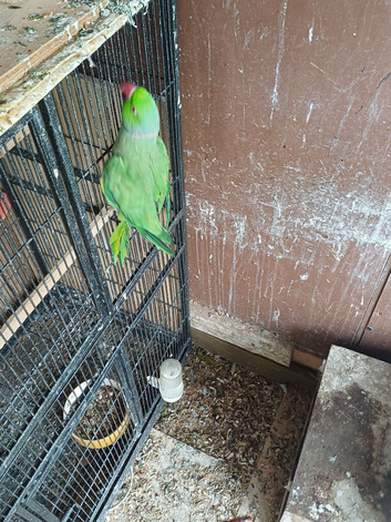Ringneck male indain ringneck