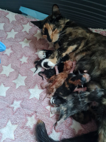 Beautiful kittens for sale