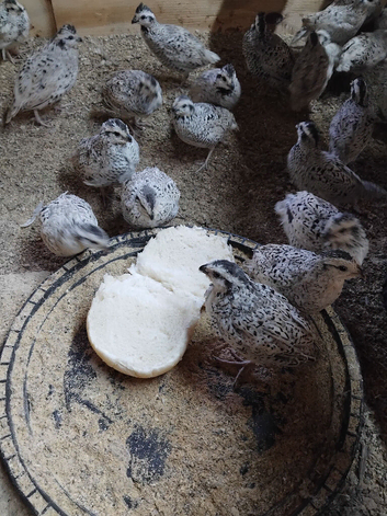 50 snow flake quails