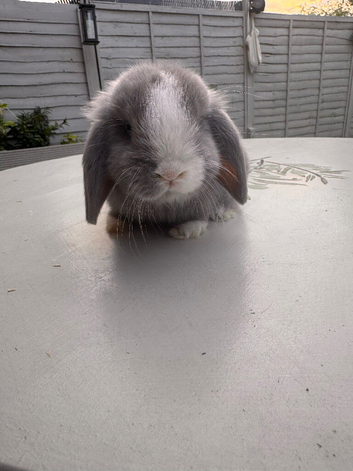 Mini Lops for Sale