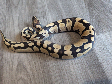 Yellowbelly desert ghost