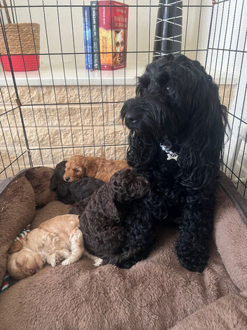 I love cockapoo