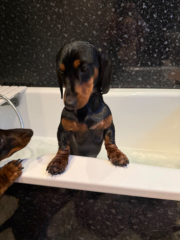 Dashund to sell