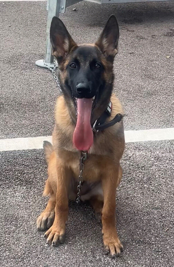 Belgian malinois for sale
