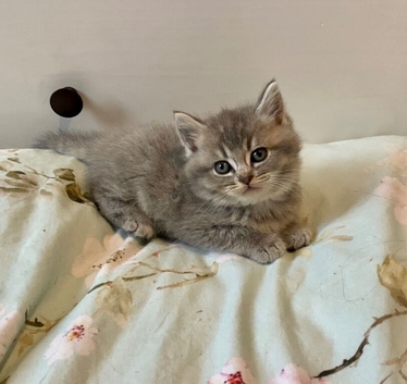 BEAUTIFUL BSH KITTENS (READY 15TH JUNE)