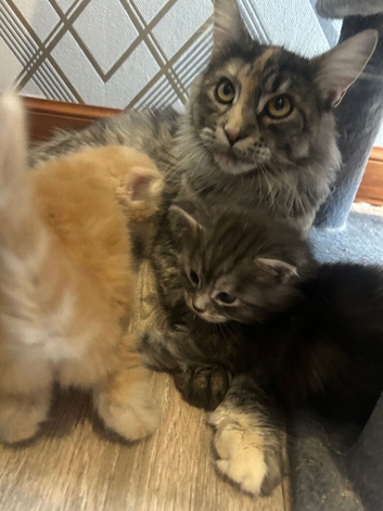 5 special little Maine Coon kittens for sale