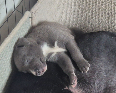 2 LEFT! Collie/Whippet/Grey Lurcher Puppies