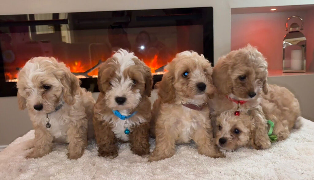 Cavapoo puppies