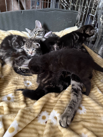 Beautiful kittens for sale