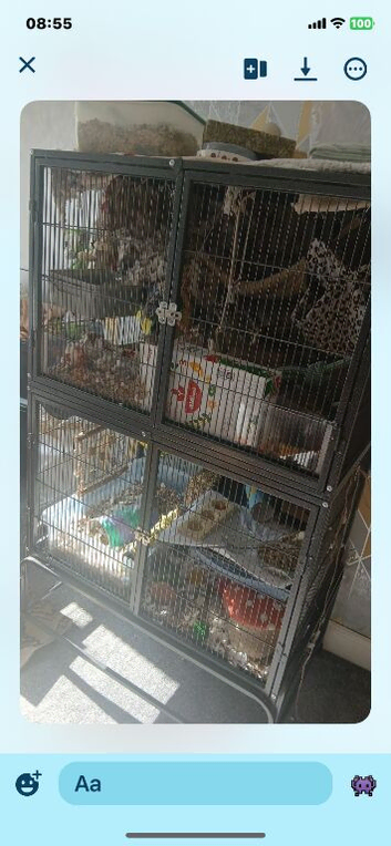 4 beautiful rats for sale. 2 boys , 2 girls with two tier large cage ect.