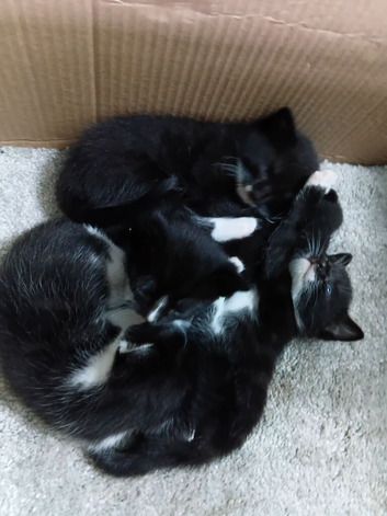 4 Adorable 8-Week-Old Kittens Looking for Their Forever Homes!