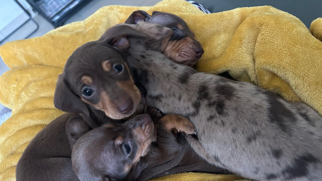 Miniature Dachshund