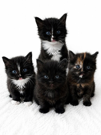 Fluffy kittens for sale