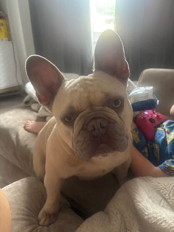 HEART BREAKER LOVEABLE FRENCHIE