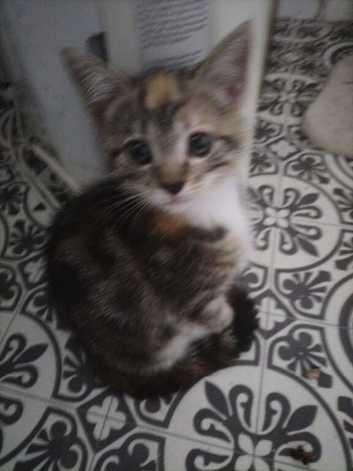 Beautiful kitten for sale
