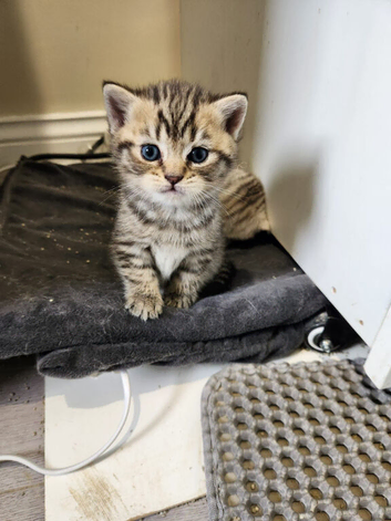 Tabby British shorthair