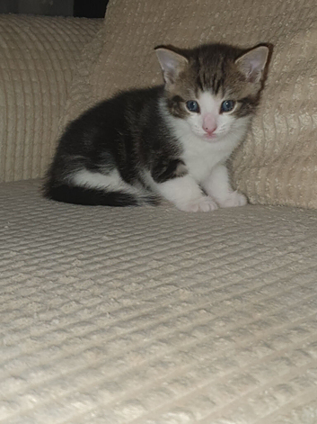 2 kittens girls