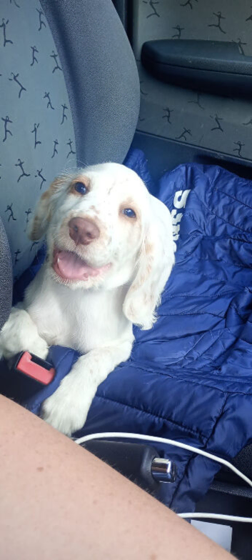 Female Cocker Spaniel Pup