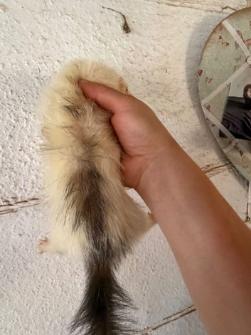 Rare semi angora marked white