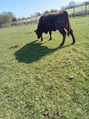 Two lincoln red cow