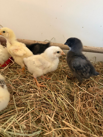 Hybrid baby chicks (HENS)
