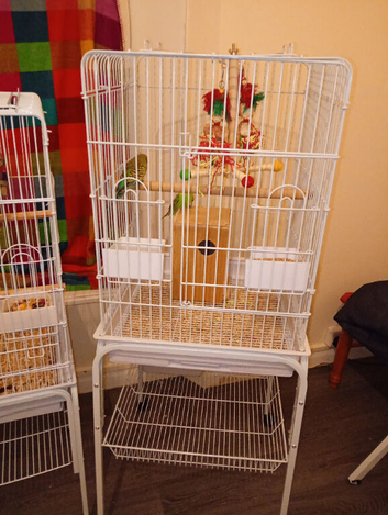 Budgies