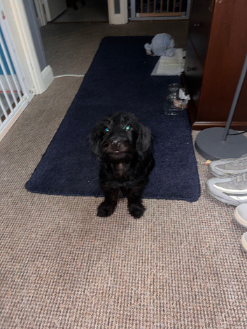Milo dash hound cross toy poodle