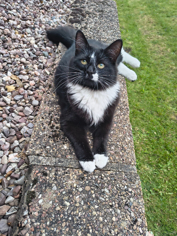 Black/ white long hair female cat