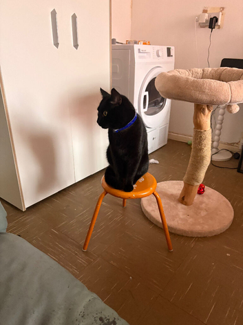 Rehome Kit Kat