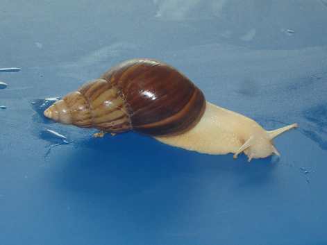 JADE GIANT AFRICAN LAND SNAILS