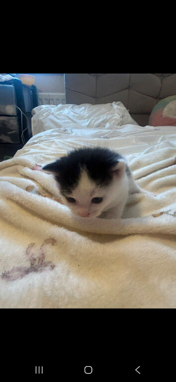 Manx kittens for sale