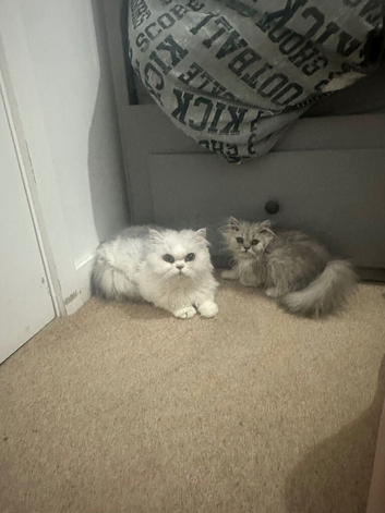 Scottish fold x Persian kittens