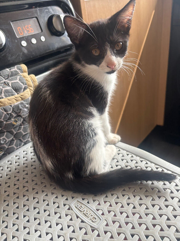 Kittens black/tuxedo