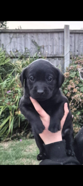 Labrador pups