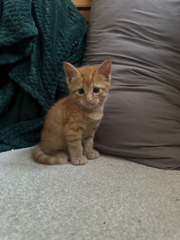 1/2 Maine coon x 1/2 British shorthair kittens