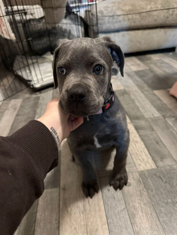 Cane corso female 11 weeks old