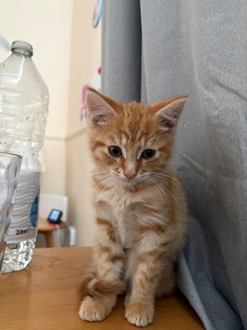1/4 Bengal Fluffy Ginger Male Kitten