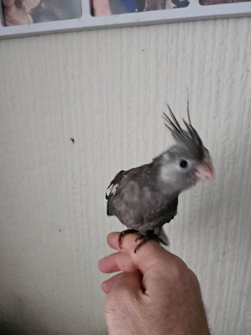 Cockatiel chicks hand tame