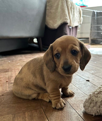 Miniature Dachshund Puppies 1 little girl left