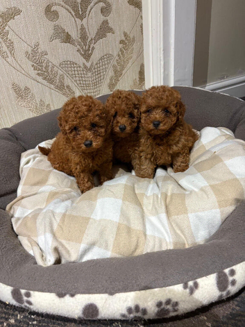 Toy poodle puppies