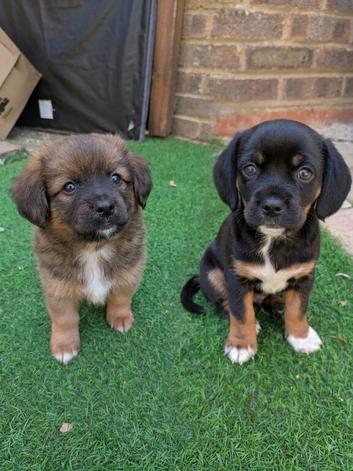 Cavajack X Pomeranian puppies