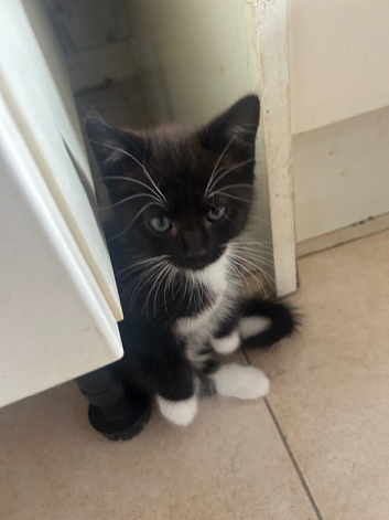 4 beautiful male kittens ready now