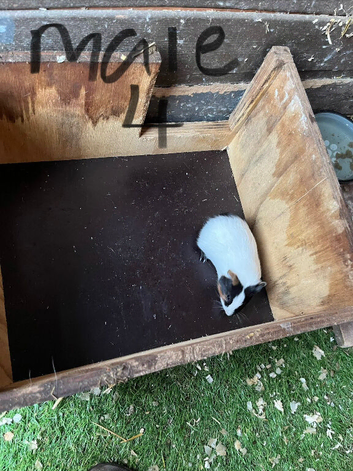 Baby guinea pigs for new homes