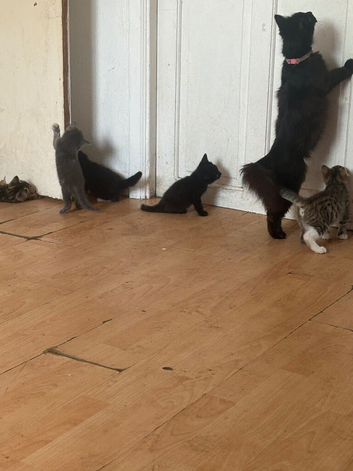 Kitten