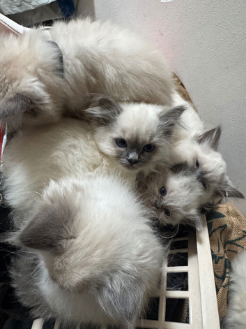 Pure Breed Ragdolls x 6 Grey Mitted