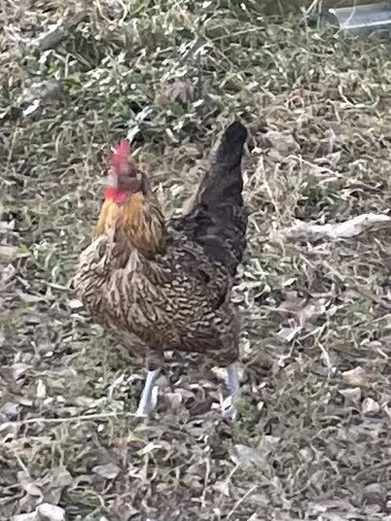 Bantam pullets available