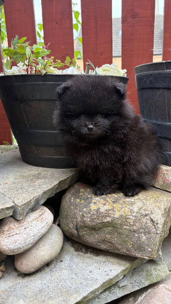 3 stunning Pomeranian pups ready to go